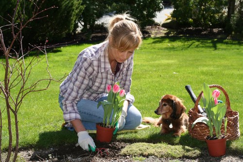 Urban tree canopy care in a Brentcross landscape